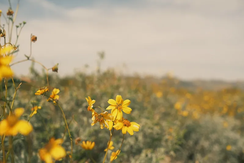 Fujifilm X-E4 (X-Trans IV) Film Simulation Recipe: Superia Summer